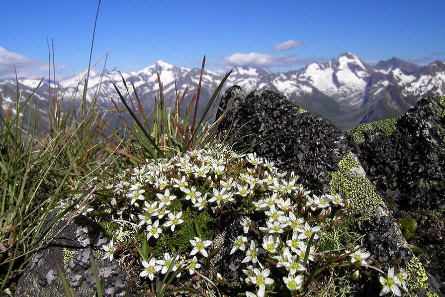 Bergwelt Ahrntal