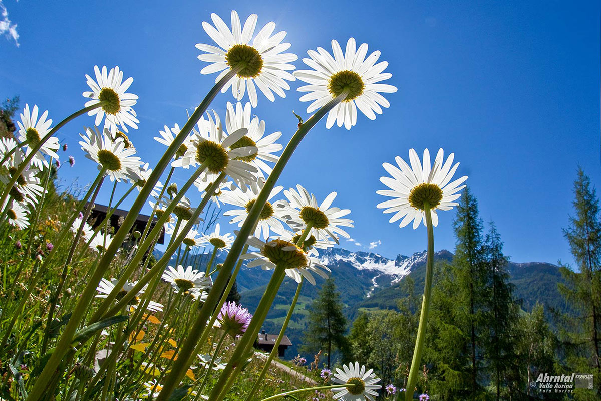Ahrntaler Sunnsat Wege, Touristinfo Ahrntal, Foto: Gorfer