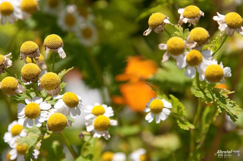 Flora und Fauna im Ahrntal, Foto: Gorfer